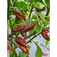 Little Bhut Jolokia Chocolate (10+ Seeds) Little Bhut Jolokia Chocolate (10+ Seeds)