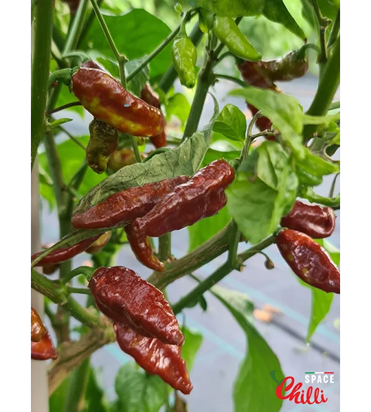 Little Bhut Jolokia Chocolate (10+ Seeds)