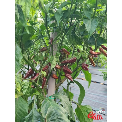 Little Bhut Jolokia Chocolate (10+ Seeds) Little Bhut Jolokia Chocolate (10+ Seeds)