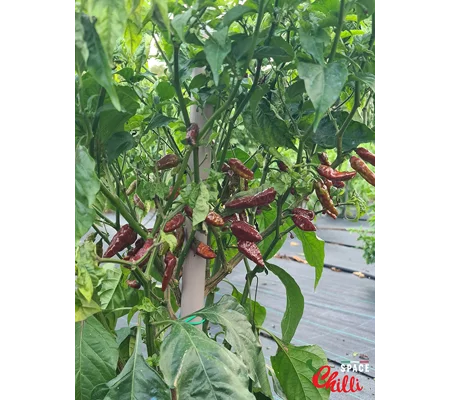 Little Bhut Jolokia Chocolate (10+ Seeds)