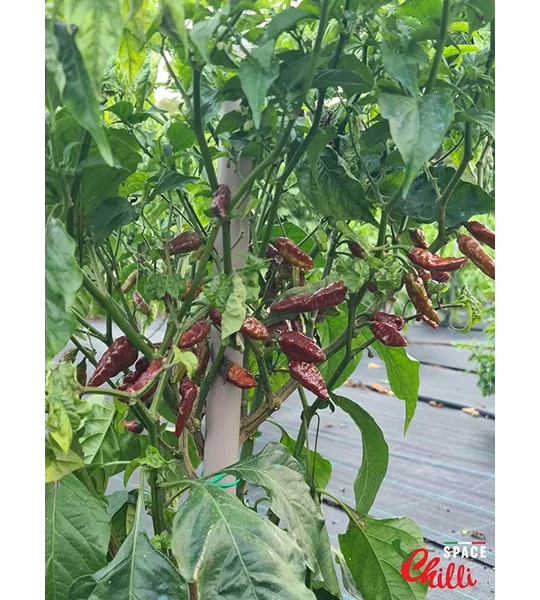 Little Bhut Jolokia Chocolate (10+ Seeds)