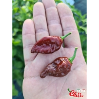 Little Bhut Jolokia Chocolate (10+ Seeds) Little Bhut Jolokia Chocolate (10+ Seeds)
