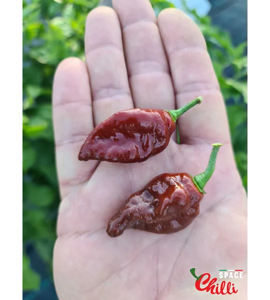 Little Bhut Jolokia Chocolate (10+ Seeds)