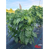 Little Bhut Jolokia Chocolate (10+ Seeds) Little Bhut Jolokia Chocolate (10+ Seeds)