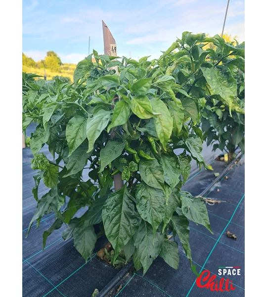 Little Bhut Jolokia Chocolate (10+ Seeds)