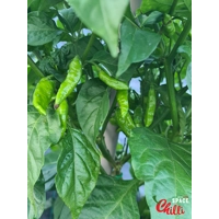 Little Bhut Jolokia Chocolate (10+ Seeds) Little Bhut Jolokia Chocolate (10+ Seeds)