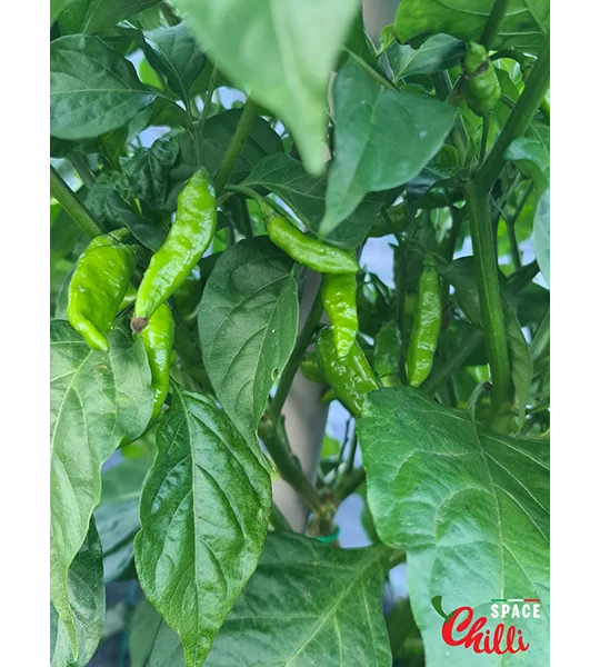 Little Bhut Jolokia Chocolate (10+ Seeds)