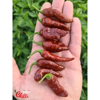 Little Bhut Jolokia Chocolate (10+ Seeds) Little Bhut Jolokia Chocolate (10+ Seeds)