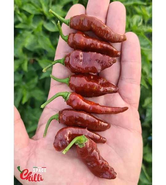 Little Bhut Jolokia Chocolate (10+ Seeds)