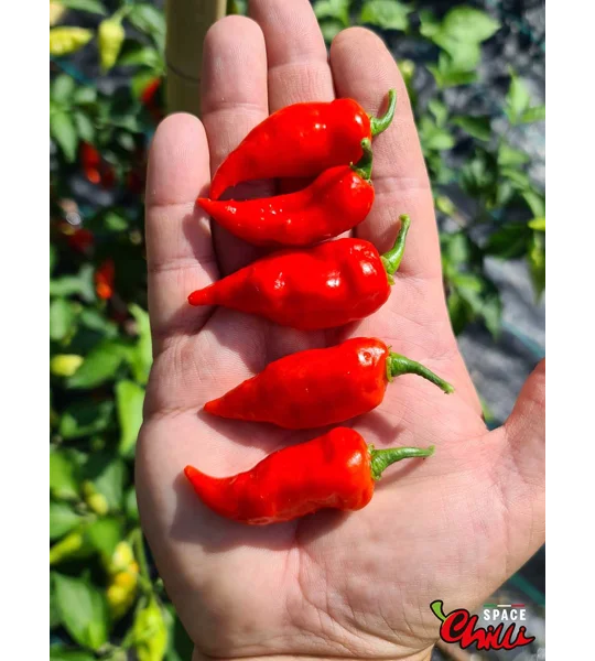 Little Bhut Jolokia Red (10+ Seeds)