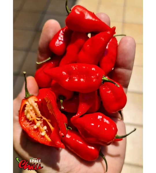 Little Bhut Jolokia Red (10+ Seeds)