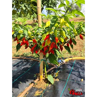 Little Bhut Jolokia Red (10+ Seeds) Little Bhut Jolokia Red (10+ Seeds)