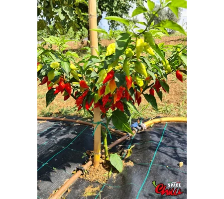 Little Bhut Jolokia Red (10+ Seeds)