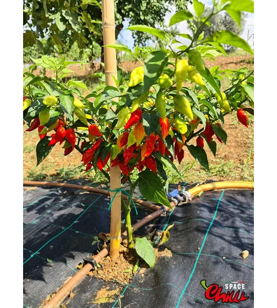 Little Bhut Jolokia Red (10+ Seeds)