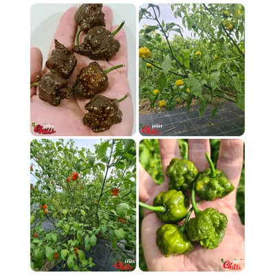Malibu pheno - Special Offers (40+ Seeds) Malibu pheno - Special Offers (40+ Seeds)