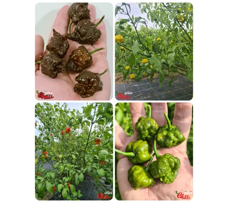 Malibu pheno - Special Offers - 35+ Seeds