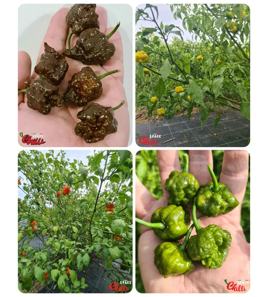 Malibu pheno - Special Offers (40+ Seeds)