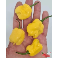 Malibu Yellow F4 (10+ Seeds) Malibu Yellow F4 (10+ Seeds)