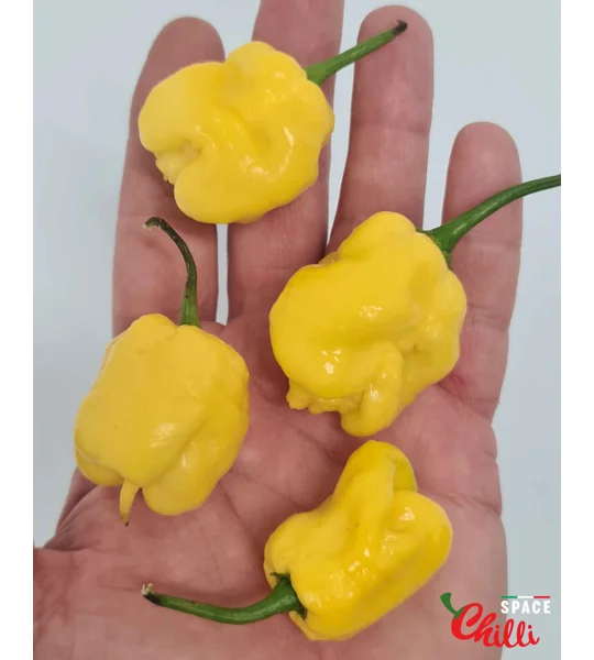 Malibu Yellow F4 (10+ Seeds)