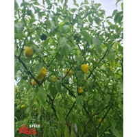 Malibu Yellow F4 (10+ Seeds) Malibu Yellow F4 (10+ Seeds)