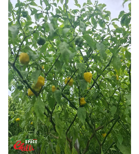 Malibu Yellow F4 (10+ Seeds)