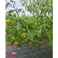Malibu Yellow F4 (10+ Seeds) Malibu Yellow F4 (10+ Seeds)
