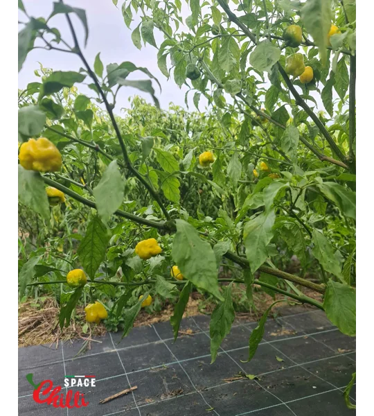 Malibu Yellow F4 (10+ Seeds)