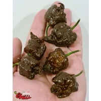 Malibu Chocolate F4 (10+ Seeds) Malibu Chocolate F4 (10+ Seeds)