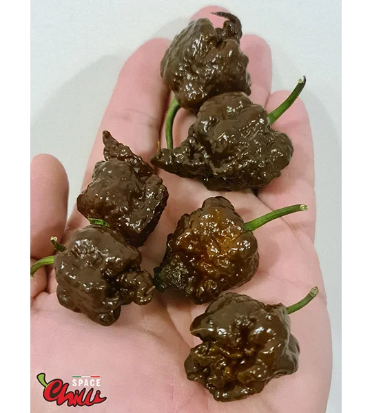 Malibu Chocolate F4 (10+ Seeds)
