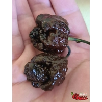 Malibu Chocolate F4 (10+ Seeds) Malibu Chocolate F4 (10+ Seeds)