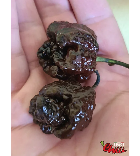 Malibu Chocolate F4 (10+ Seeds)