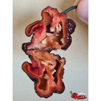 Malibu Chocolate F4 (10+ Seeds) Malibu Chocolate F4 (10+ Seeds)