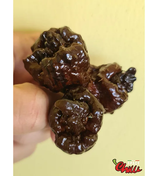 Malibu Chocolate F4 (10+ Seeds)