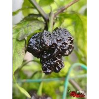 Malibu Chocolate F4 (10+ Seeds) Malibu Chocolate F4 (10+ Seeds)