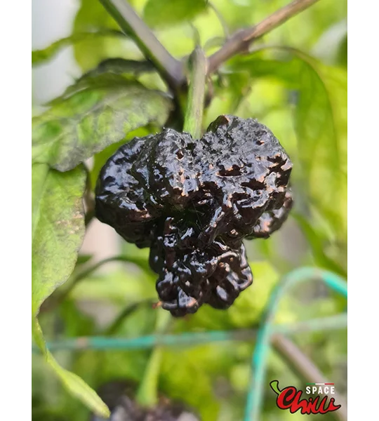 Malibu Chocolate F4 (10+ Seeds)