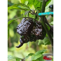 Malibu Chocolate F4 (10+ Seeds) Malibu Chocolate F4 (10+ Seeds)