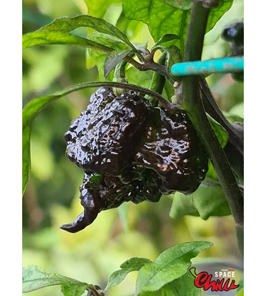 Malibu Chocolate F4 (10+ Seeds)