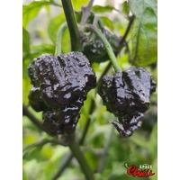 Malibu Chocolate F4 (10+ Seeds) Malibu Chocolate F4 (10+ Seeds)