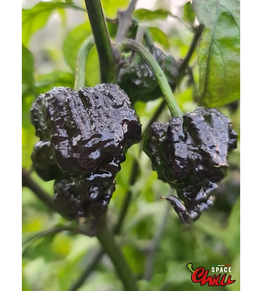 Malibu Chocolate F4 (10+ Seeds)