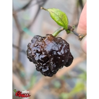 Malibu Chocolate F4 (10+ Seeds) Malibu Chocolate F4 (10+ Seeds)