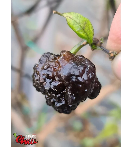 Malibu Chocolate F4 (10+ Seeds)