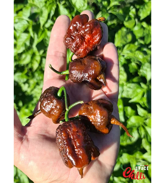 Malibu Chocolate F4 (10+ Seeds)