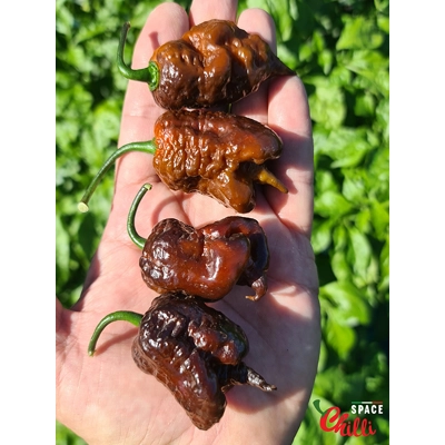 Malibu Chocolate F4 (10+ Seeds) Malibu Chocolate F4 (10+ Seeds)
