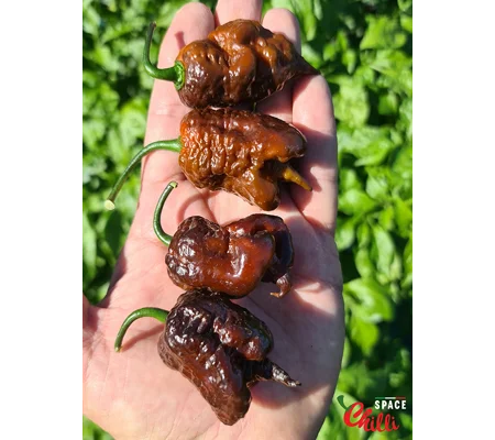 Malibu Chocolate F4 (10+ Seeds)