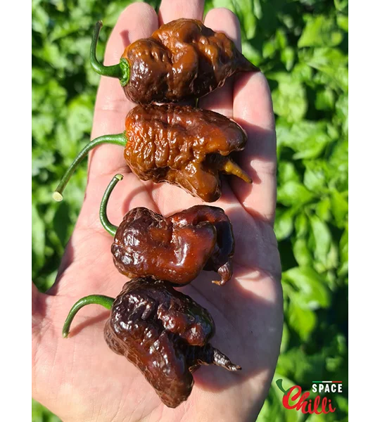 Malibu Chocolate F4 (10+ Seeds)