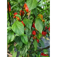 Malibu Red F4 (10+ Seeds) Malibu Red F4 (10+ Seeds)