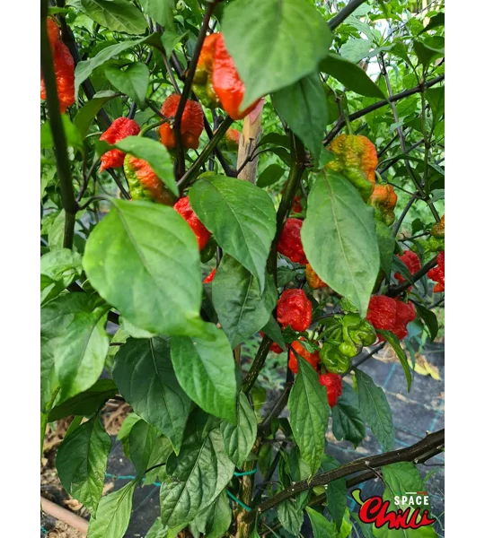 Malibu Red F4 (10+ Seeds)