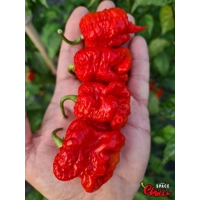 Malibu Red F4 (10+ Seeds) Malibu Red F4 (10+ Seeds)