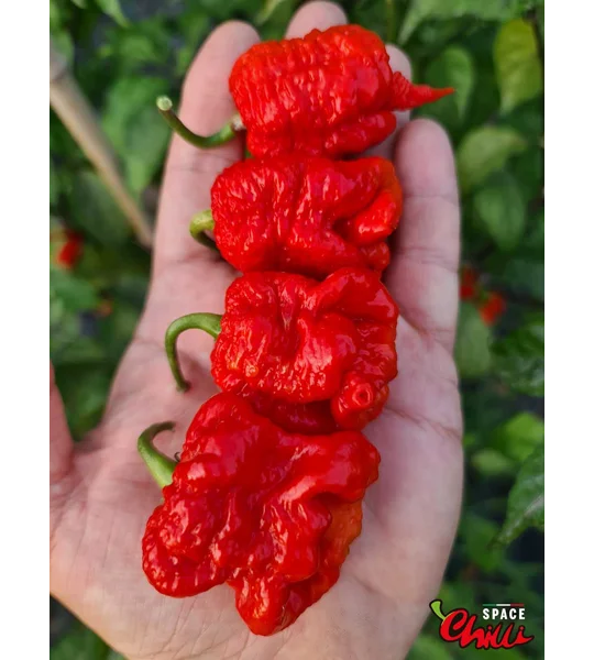 Malibu Red F4 (10+ Seeds)