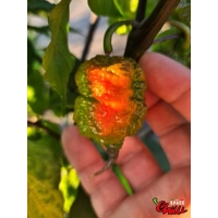 Malibu Red F4 (10+ Seeds) Malibu Red F4 (10+ Seeds)